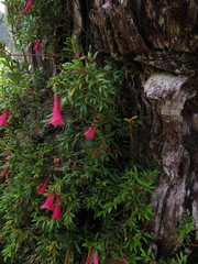 Philesia magellanica