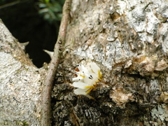 Epicadus heterogaster