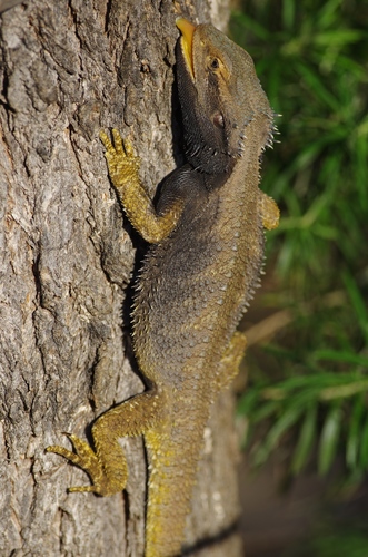 Eastern Bearded Dragon, photo 7 of 7