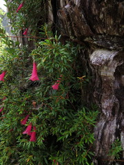 Philesia magellanica