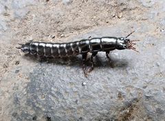 Carabina