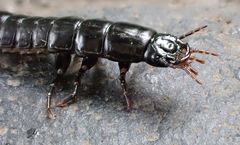 Carabina