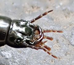 Carabina