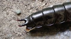 Carabina
