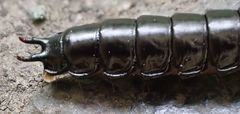 Carabina