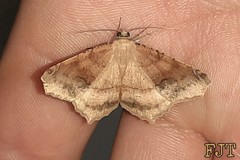 Antepione thisoaria