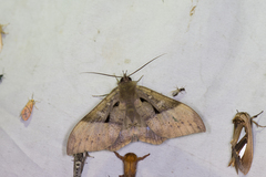 Ischyja manlia