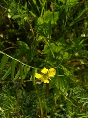 Geum urbanum