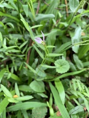 Lobelia chinensis