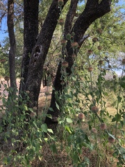 Leonotis nepetifolia nepetifolia