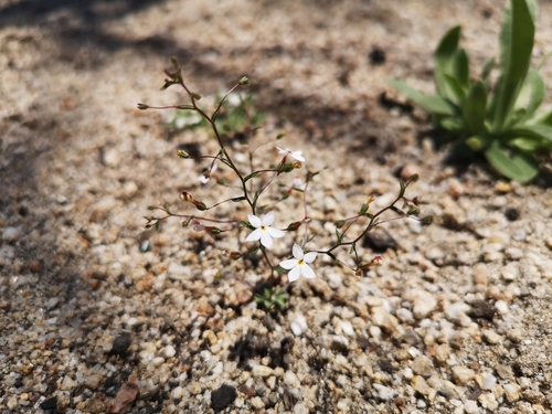 Image of Nemacladus longiflorus by (c) Jordan Zylstra, some rights reserved (CC BY)