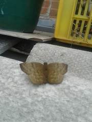 Achlyodes