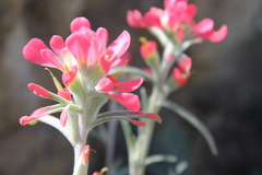 Castilleja lanata
