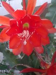 Disocactus ackermannii