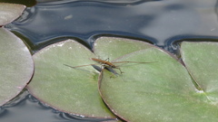 Limnoporus notabilis