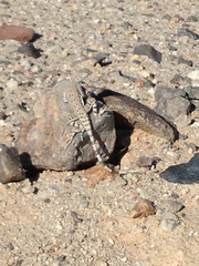 Callisaurus draconoides rhodostictus
