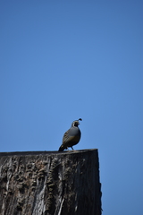 Callipepla californica