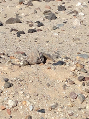 Callisaurus draconoides rhodostictus