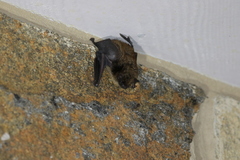 Myotis leibii