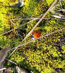 Coccinella septempunctata
