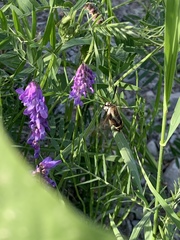 Hemaris diffinis