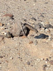 Callisaurus draconoides rhodostictus