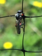 Bibio femoratus