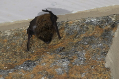 Myotis leibii