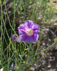 Ipomoea sescossiana