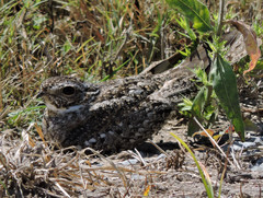 Chordeiles acutipennis