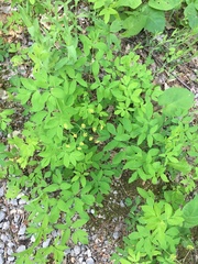 Taenidia integerrima