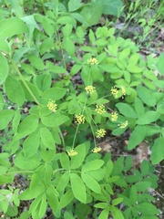Taenidia integerrima