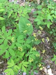 Taenidia integerrima