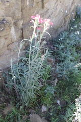 Castilleja lanata