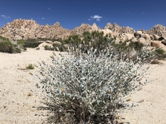 Brickellia incana