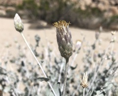 Brickellia incana