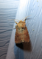 Protorthodes oviduca