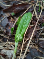 Rumex lapponicus