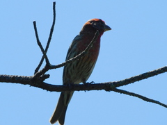 Haemorhous mexicanus