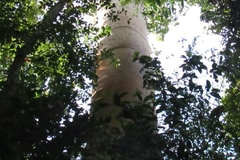 Cavanillesia platanifolia