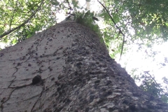 Cavanillesia platanifolia