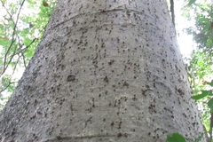 Cavanillesia platanifolia