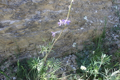 Delphinium madrense
