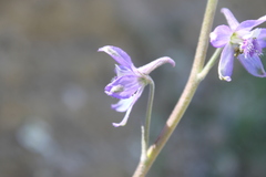 Delphinium madrense