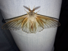 Heliconisa pagenstecheri
