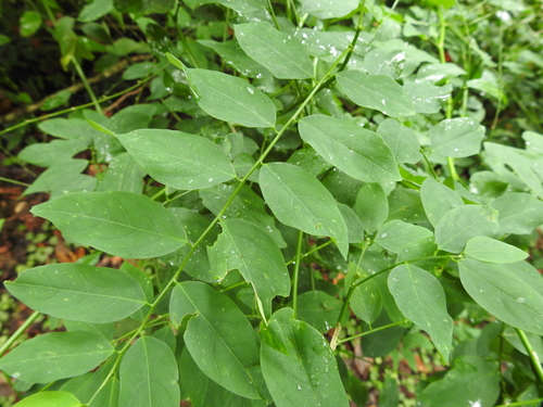 Phyllanthaceae image