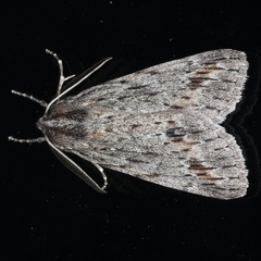 Chlenias banksiaria