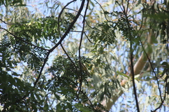 Pycnonotus goiavier