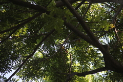 Pycnonotus goiavier