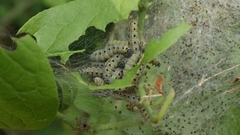 Yponomeuta cagnagella